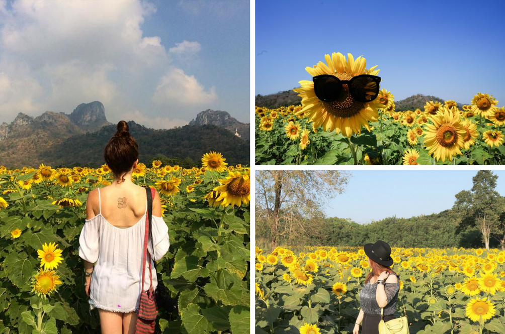 5 Instagram-Worthy Sunflower Fields You Should Visit Across Asia