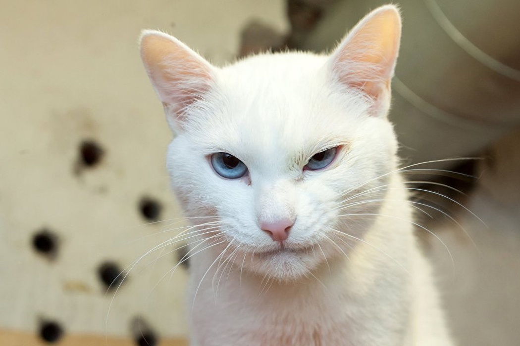 Achilles looks so garang lah!