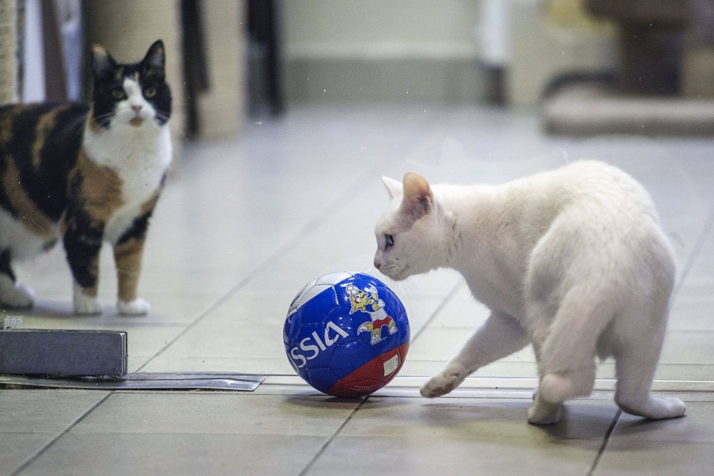 Achilles playing footie with a friend.