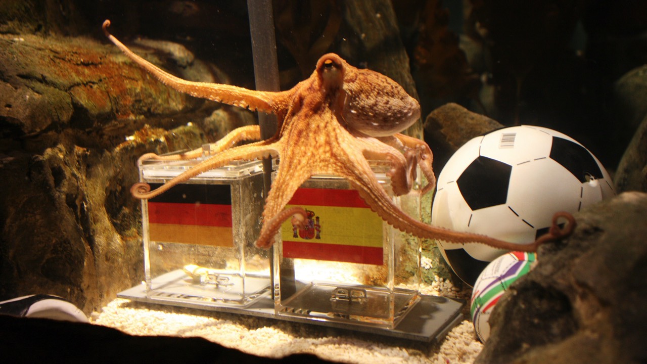 Paul sitting on top of Spain's box which he predicts will win.