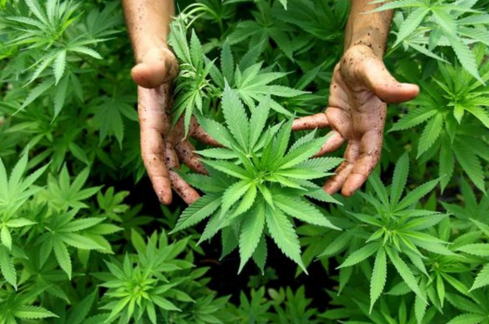 Malaysia Might Be The First Asian Country To Legalise Weed?